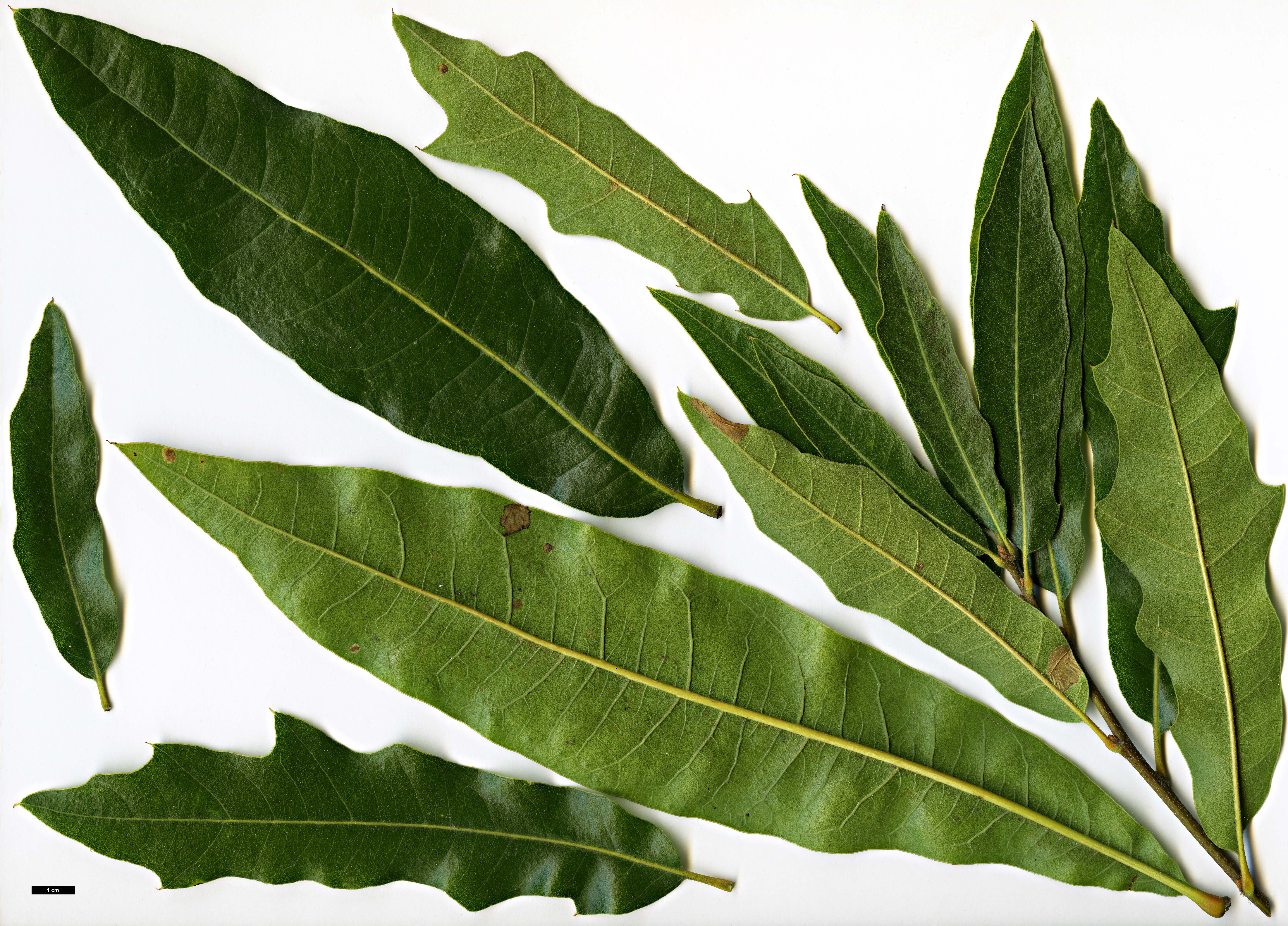 High resolution image: Family: Fagaceae - Genus: Quercus - Taxon: ×filialis (Q.phellos × Q.velutina)